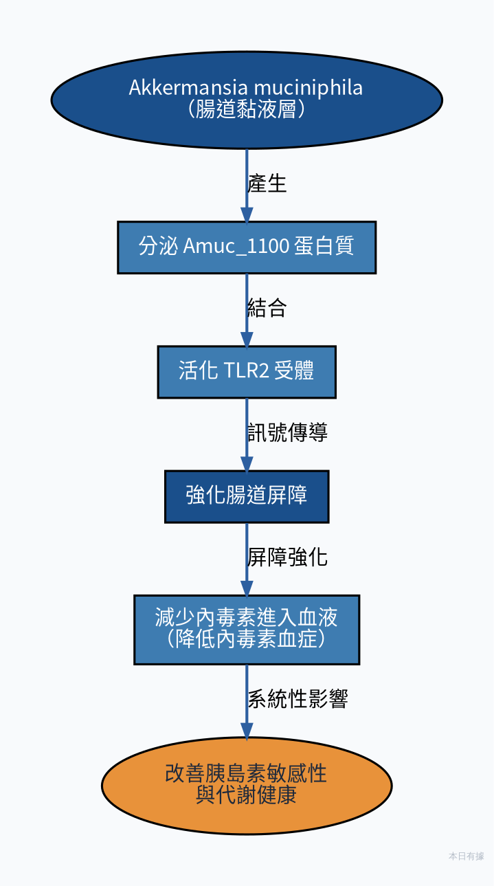 Akkermansia 作用機轉示意：從腸道黏液層到改善代謝健康的影響路徑