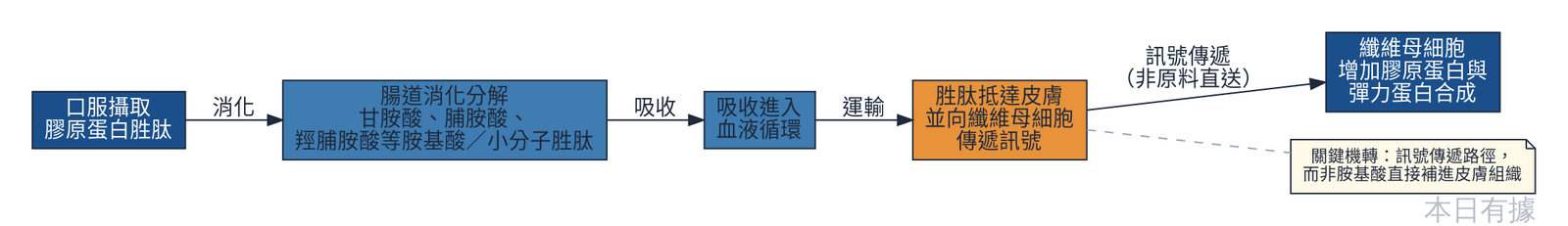 膠原蛋白經口服後，在體內被分解、吸收、傳遞訊號給皮膚纖維母細胞的流程示意圖