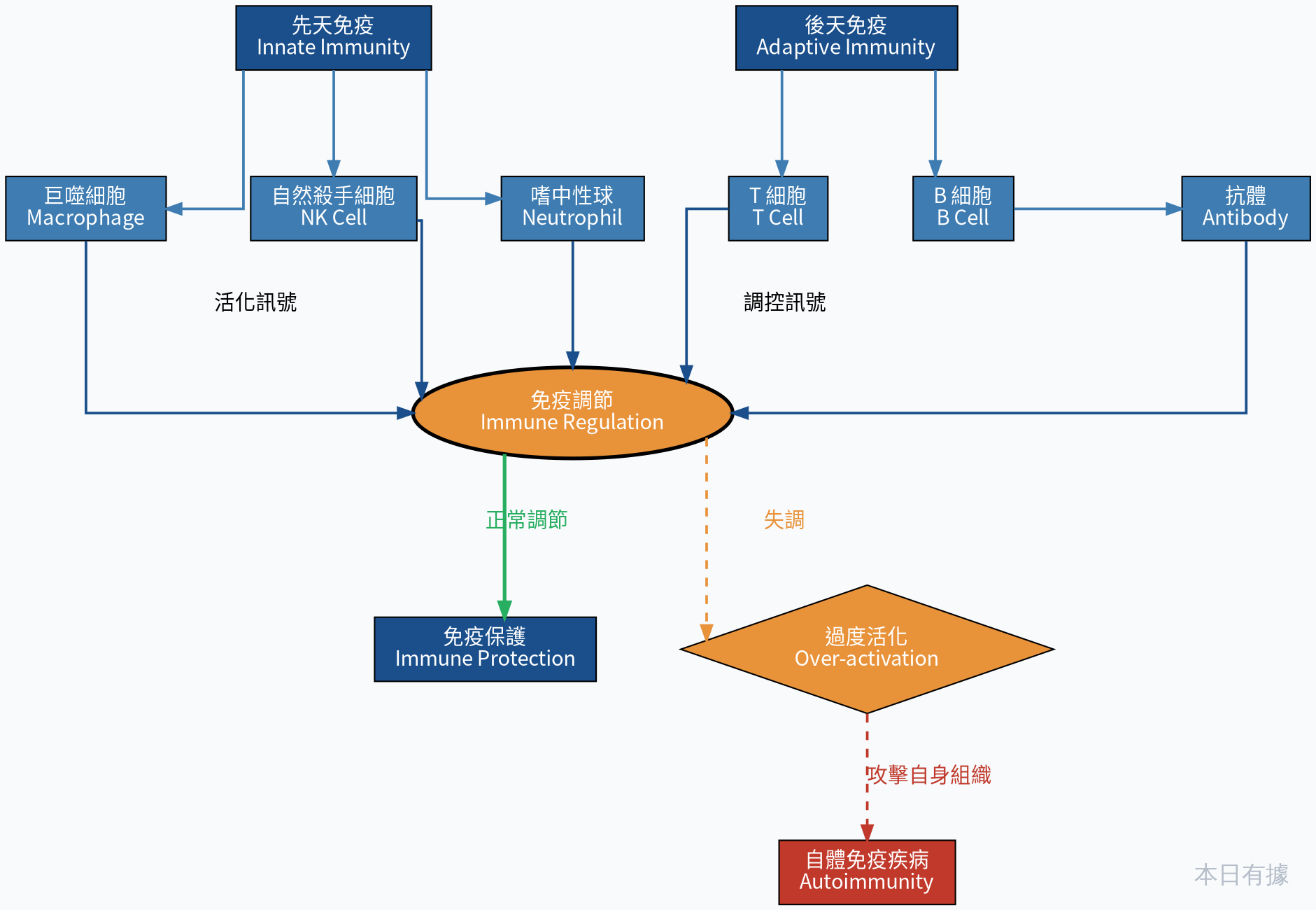 免疫系統調節路徑示意圖：先天免疫與後天免疫的協調機制，以及過度活化導致自體免疫的路徑
