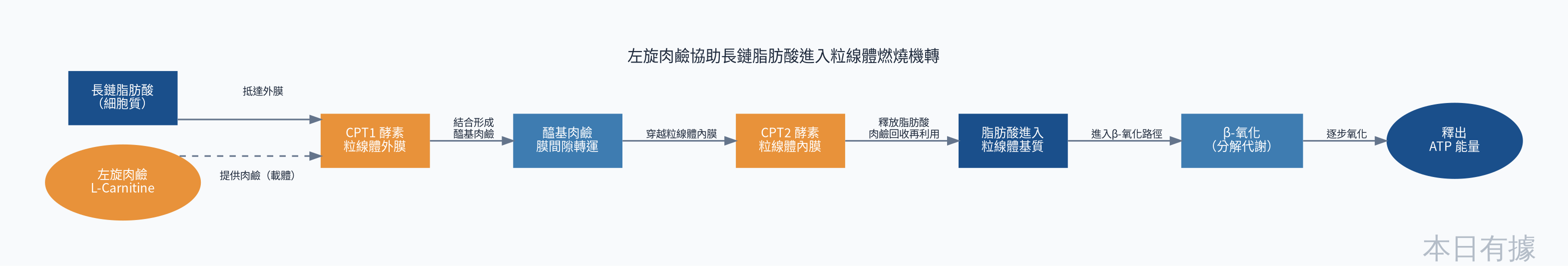 如何補對左旋肉鹼：三種族群的需求邏輯完全不同