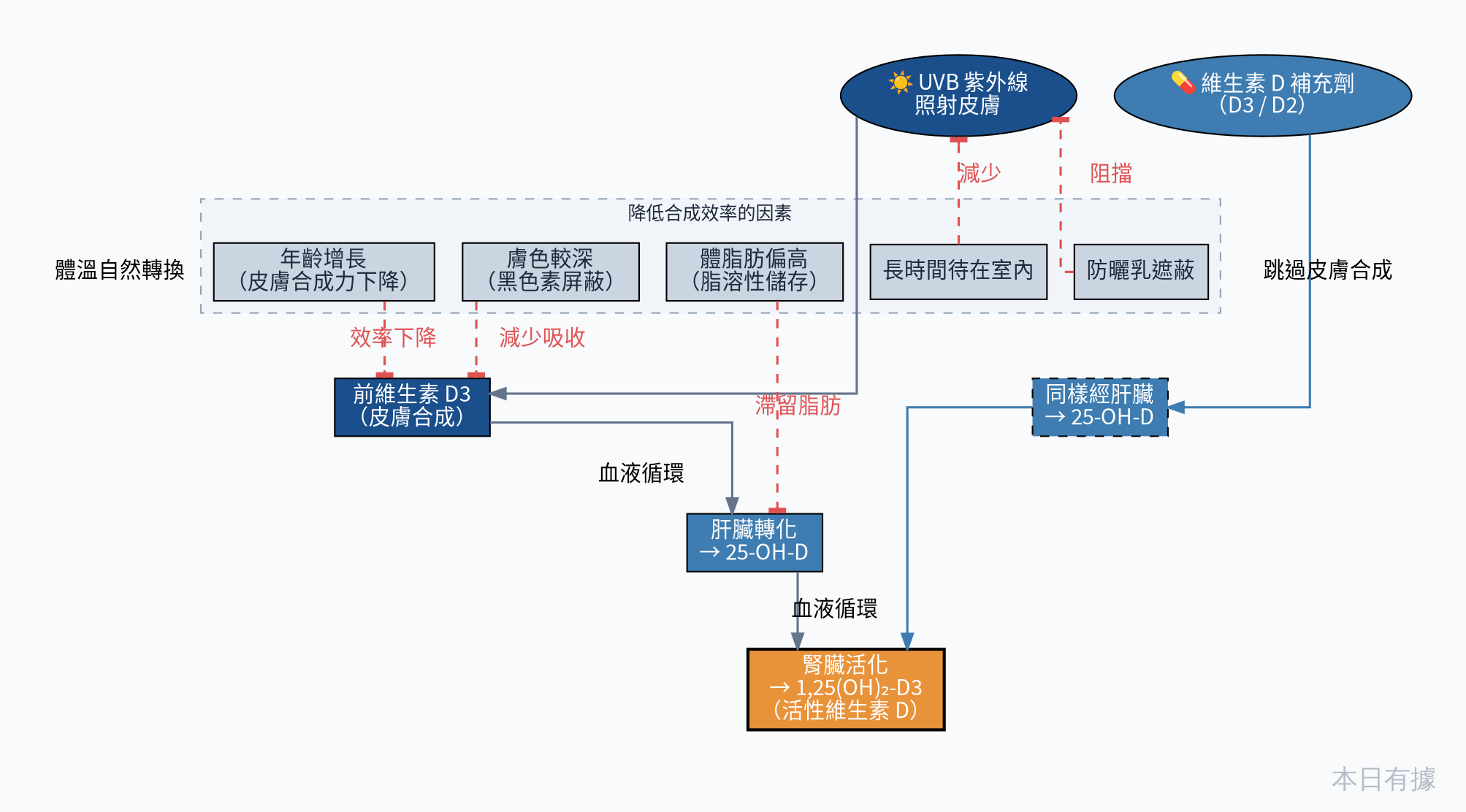 維生素 D 合成路徑與影響效率的因素示意圖